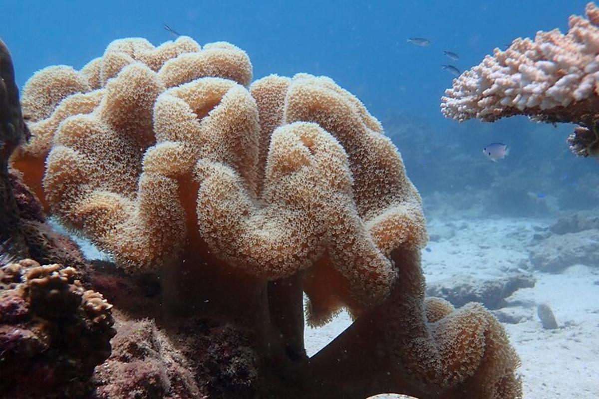 una imatge d'un escull de corall a l'oceà