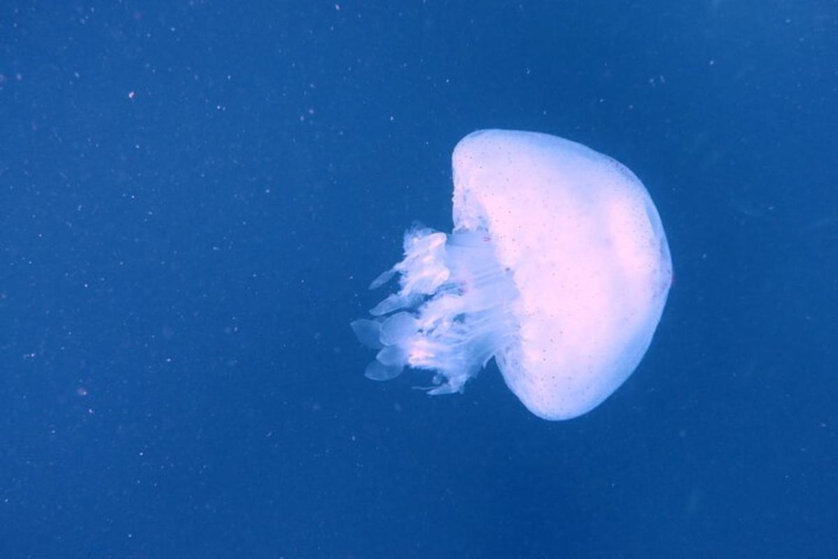 una medusa flotant a l'aigua de l'oceà