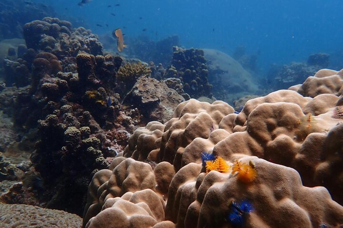 un escull de corall amb un peix a l'oceà