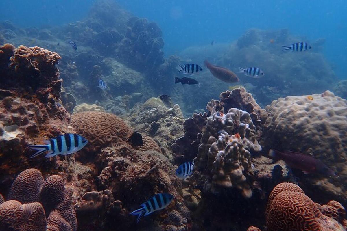 un escull de corall amb peixos a l'oceà
