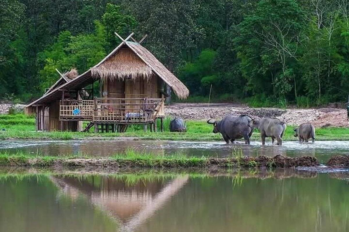 un gruppo di animali in piedi nell'acqua vicino a una capanna