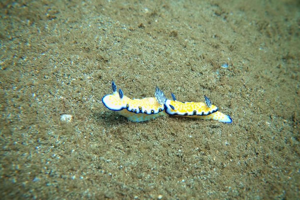 haiwan mainan di pasir di pantai
