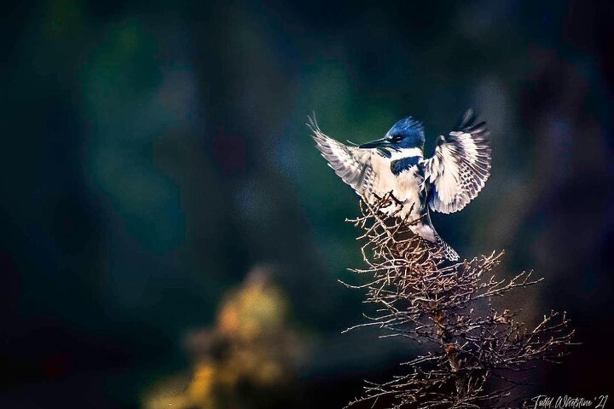 seekor burung biru dan putih bertengger di atas tanaman