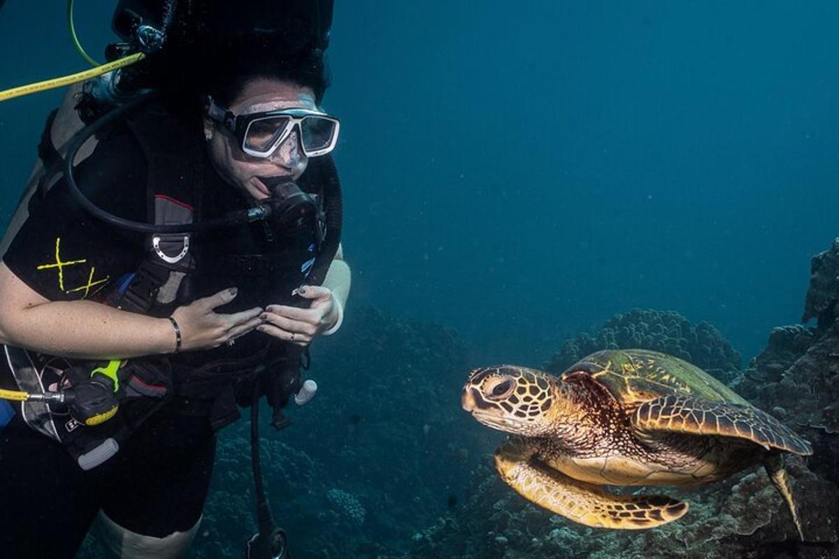 žena stojící vedle želvy v oceánu