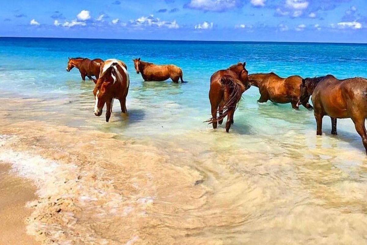 a group of horses standing in the water on a beach