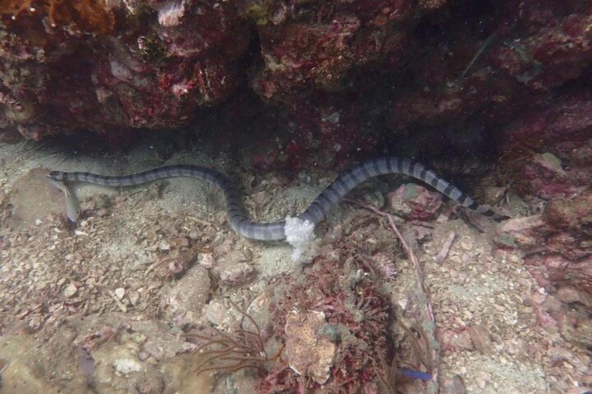 ένα φίδι ξαπλωμένο στο έδαφος μέσα στο νερό