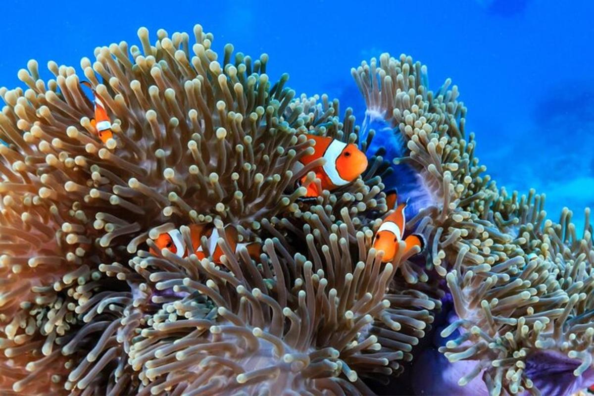 ein Clownfisch in einer Anemostriktion der Anemostablishmentestinalestinal