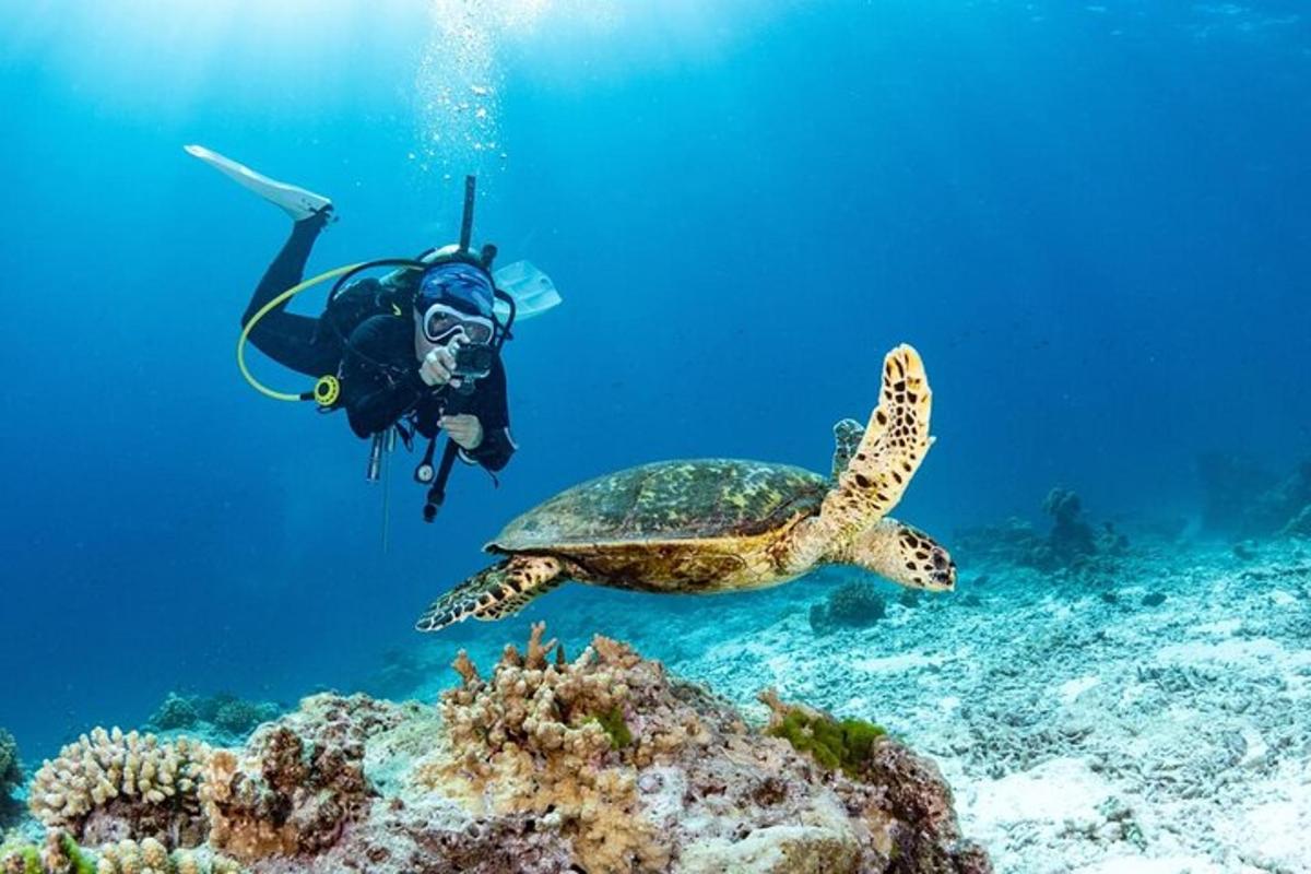 en person i vandet med en skildpadde og rev