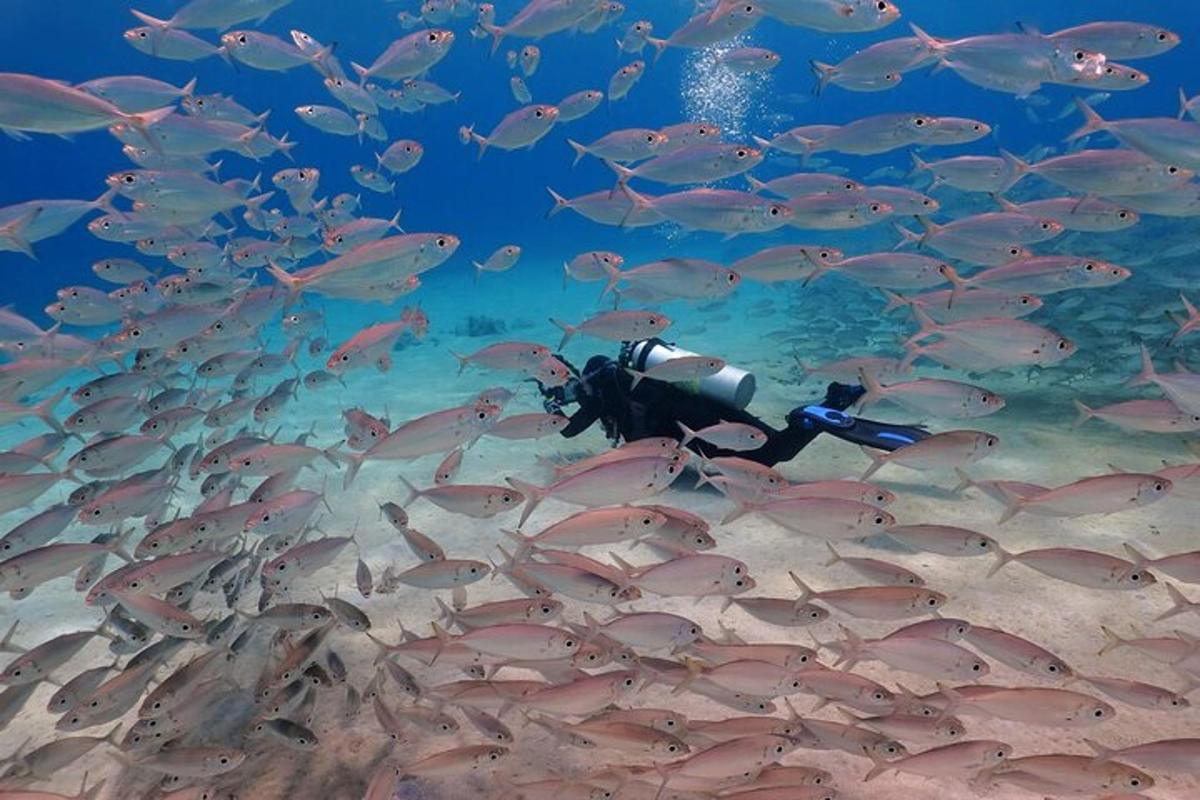ein Taucher im Wasser mit einem Fischschwarm