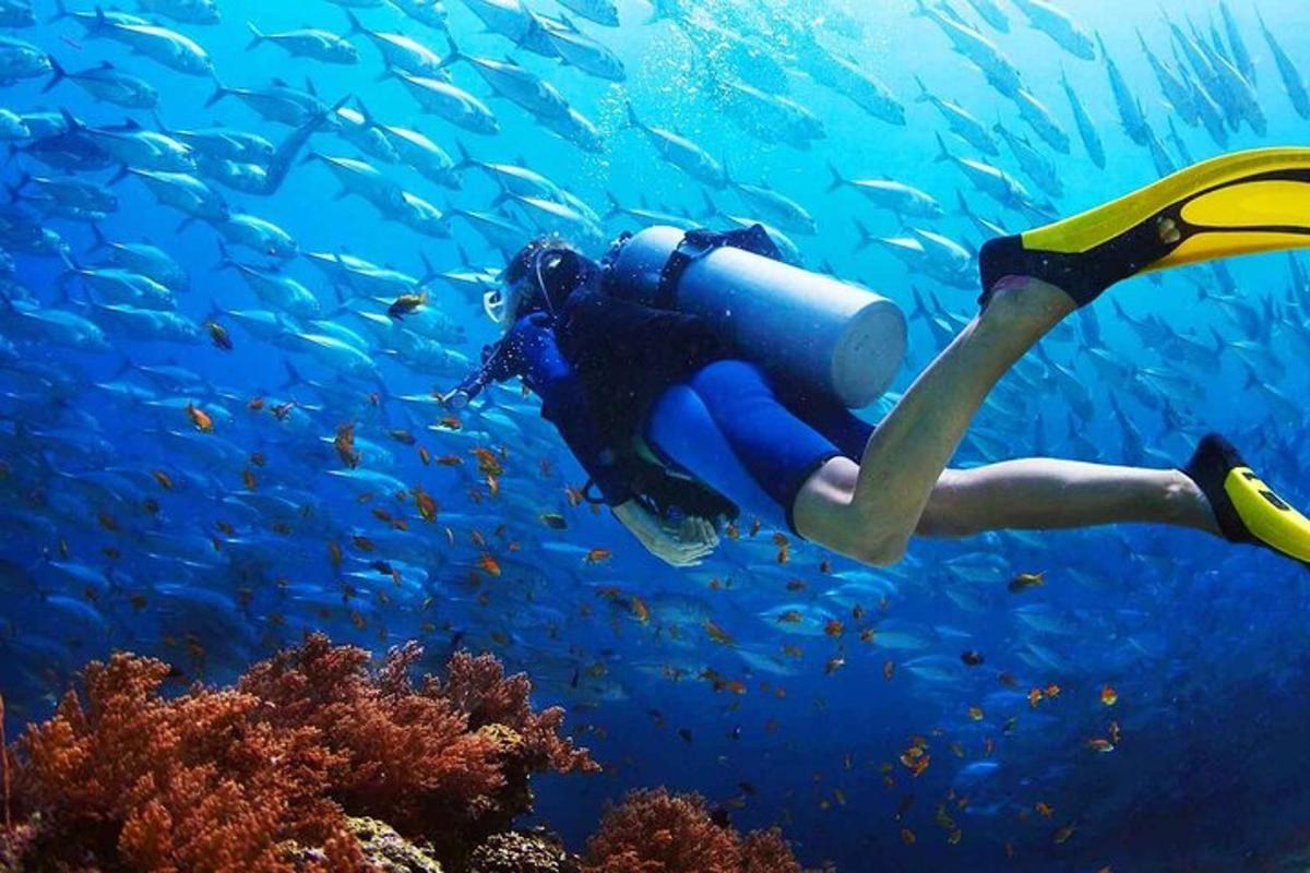 eine Person, die mit einem Fischschwarm im Meer schwimmt