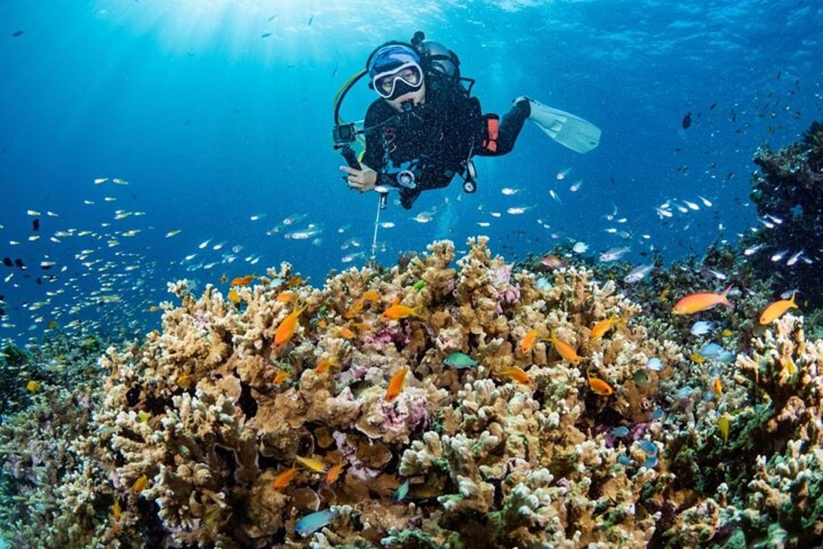 una persona fa submarinisme sobre un escull de corall
