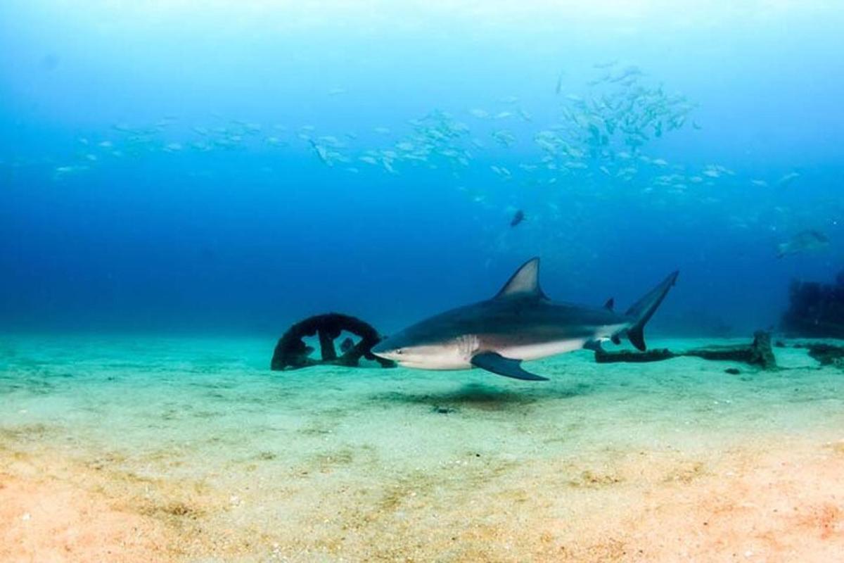 a shark and a diver in the water