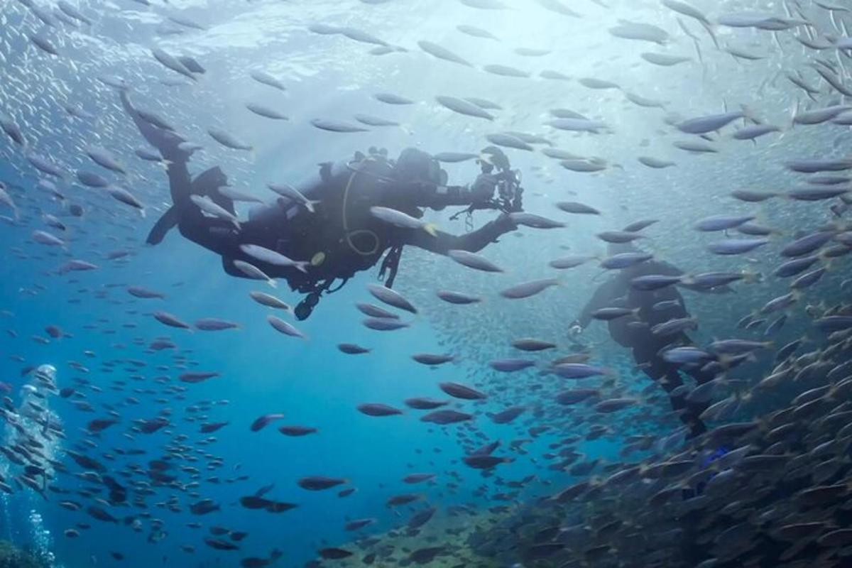a person swimming in the ocean with a school of fish