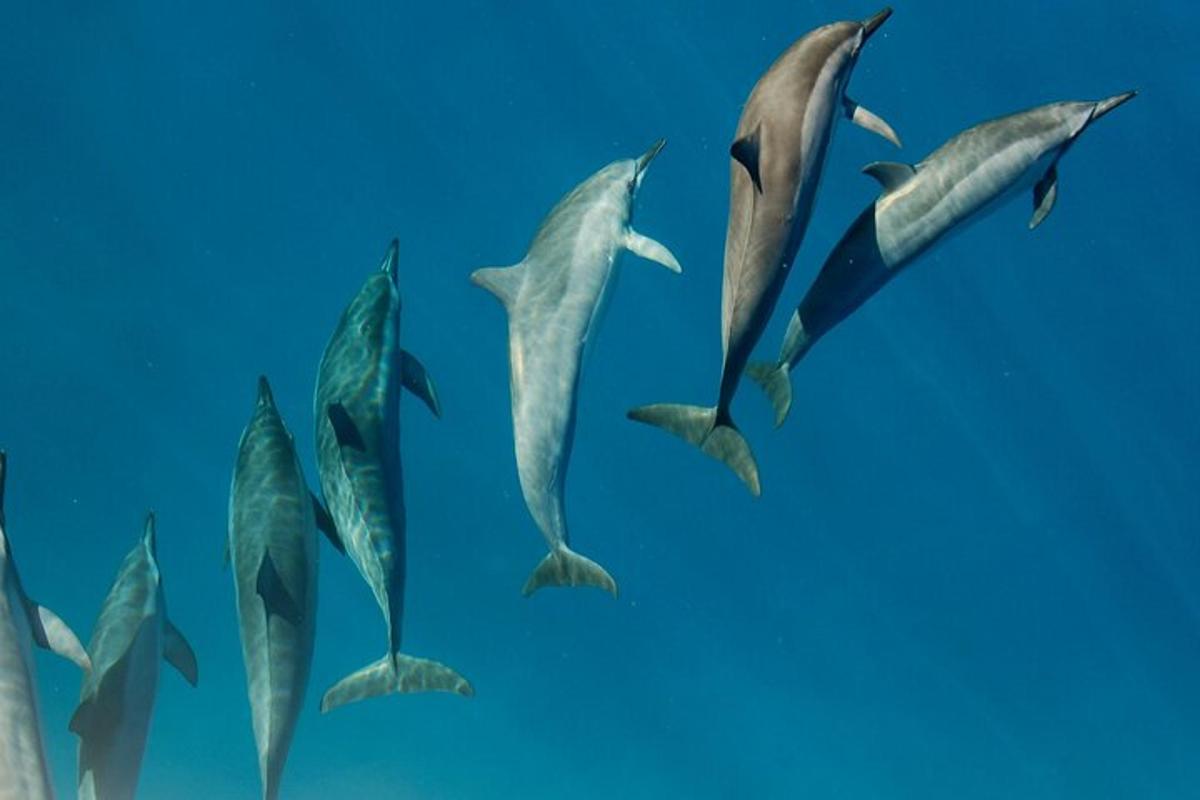 egy csoport delfin úszik a vízben