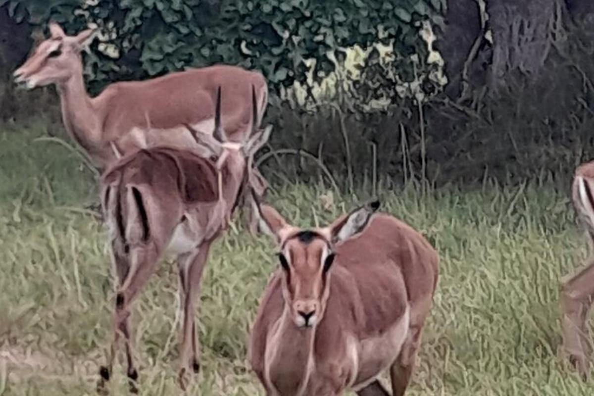 due cervi in piedi in un campo d'erba