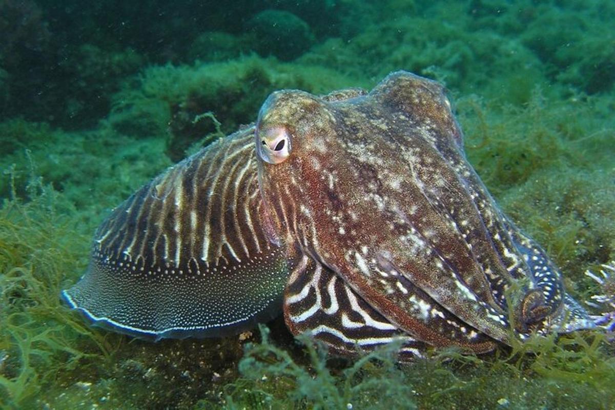 riba sedi na oceanskem dnu