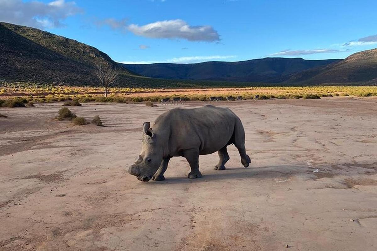 un rinoceronte in piedi in mezzo a un campo