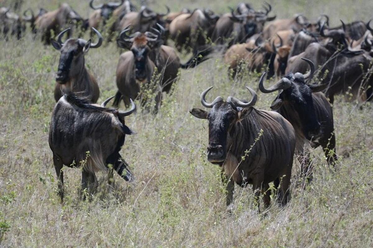 una manada de animales en un campo de hierba alta