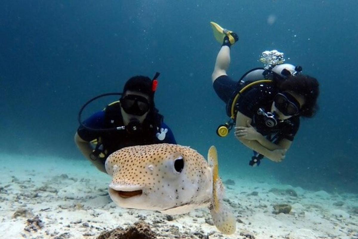 dvoje ljudi u vodi s ribom u oceanu