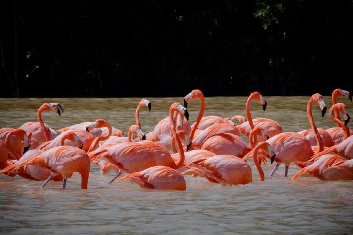 a group of pink flamingos standing in the water