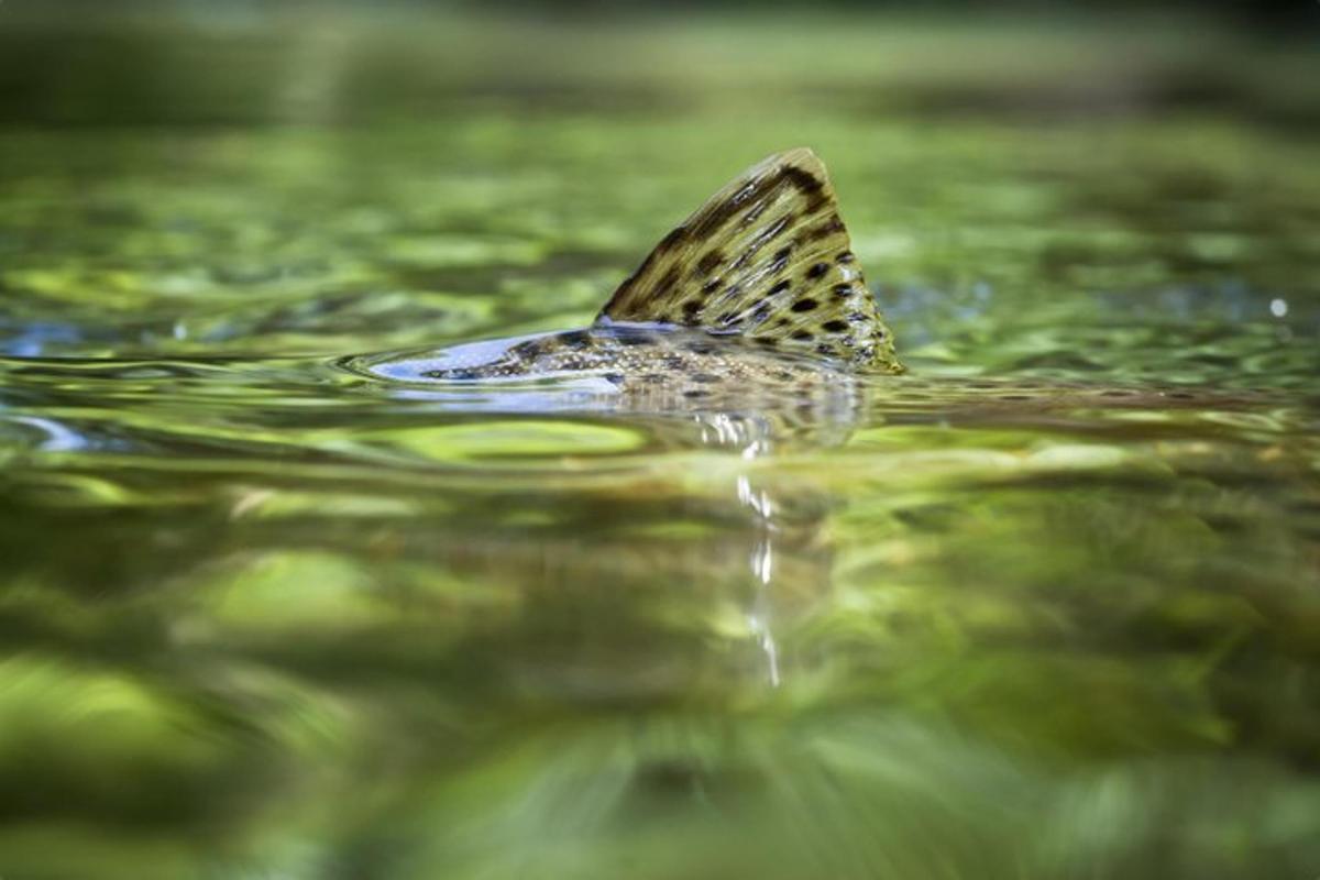 ein Schmetterling, der auf dem Wasser schwimmt