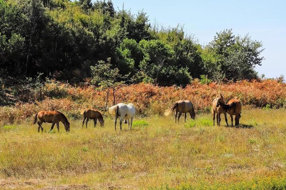eine Gruppe von Pferden, die auf einem Feld grasen