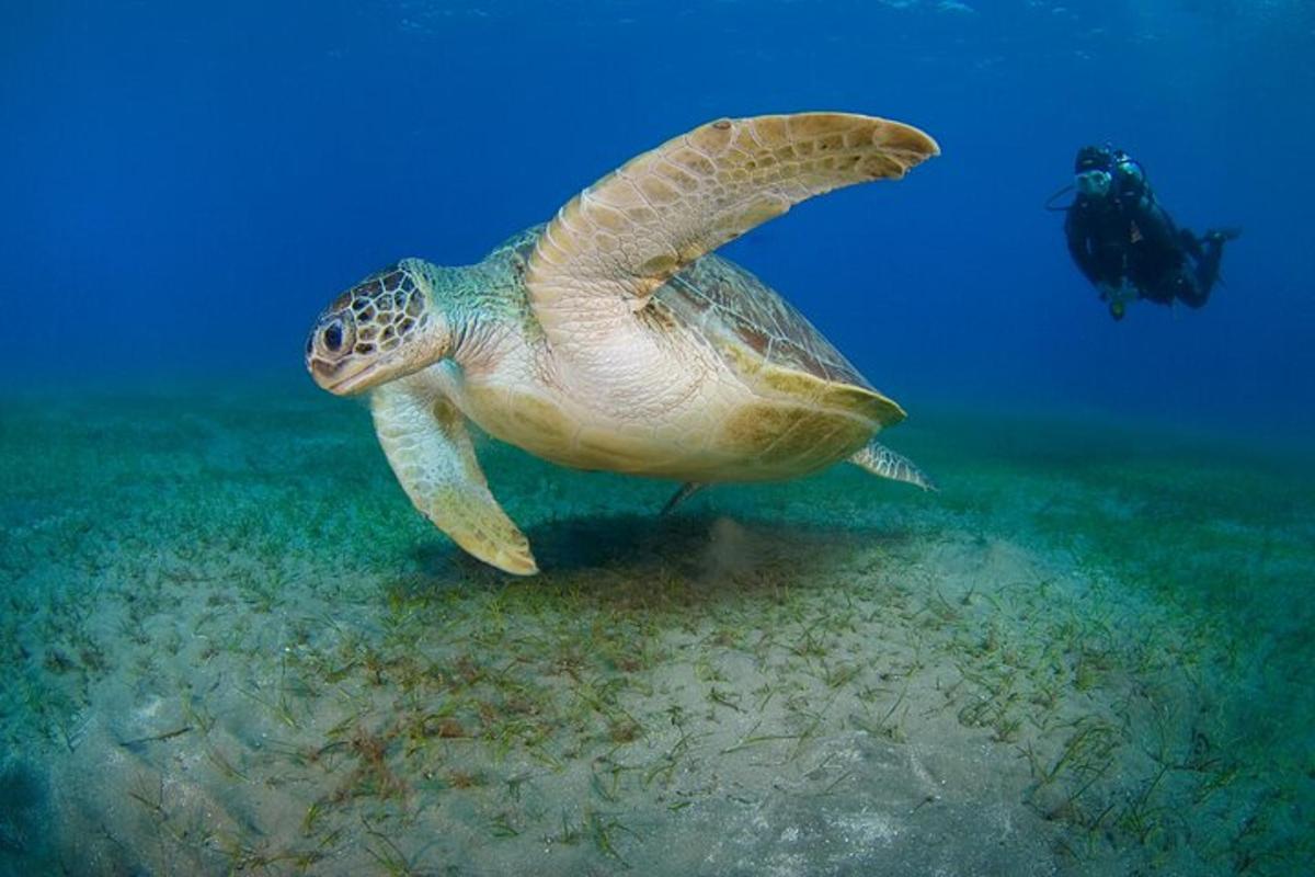 zelená morská korytnačka plávajúca v oceáne s potápačom