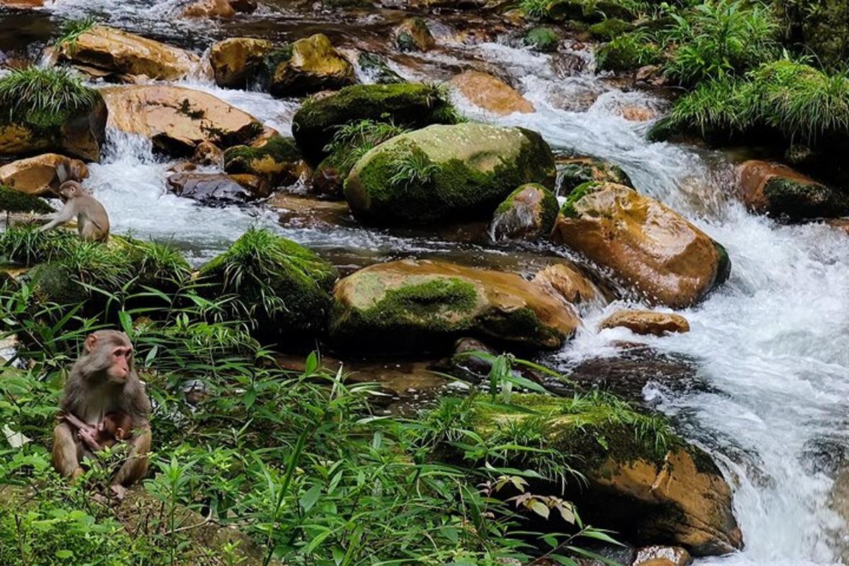 a monkey sitting on the rocks in a river