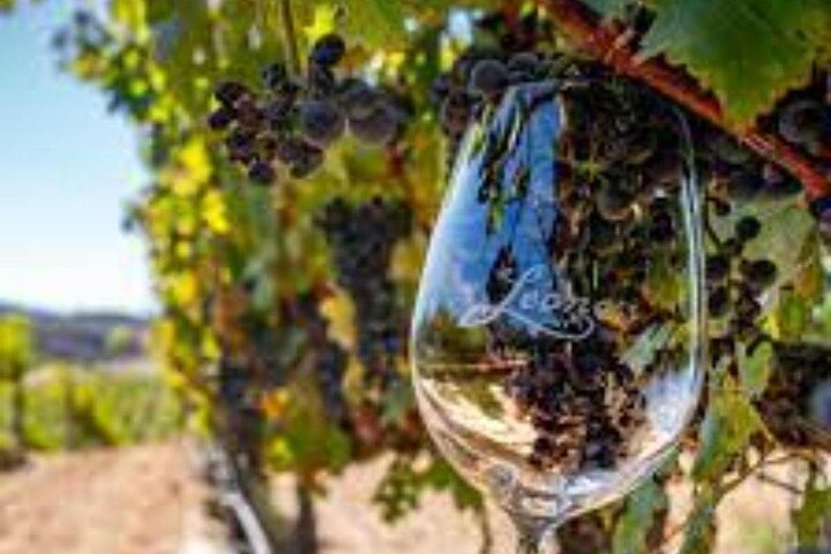 Una copa de vino colgando de un árbol con uvas.