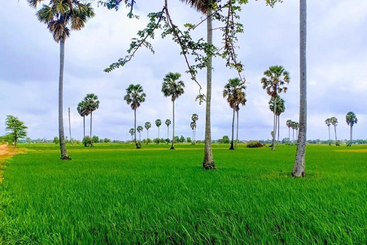 grupa palm na polu trawy