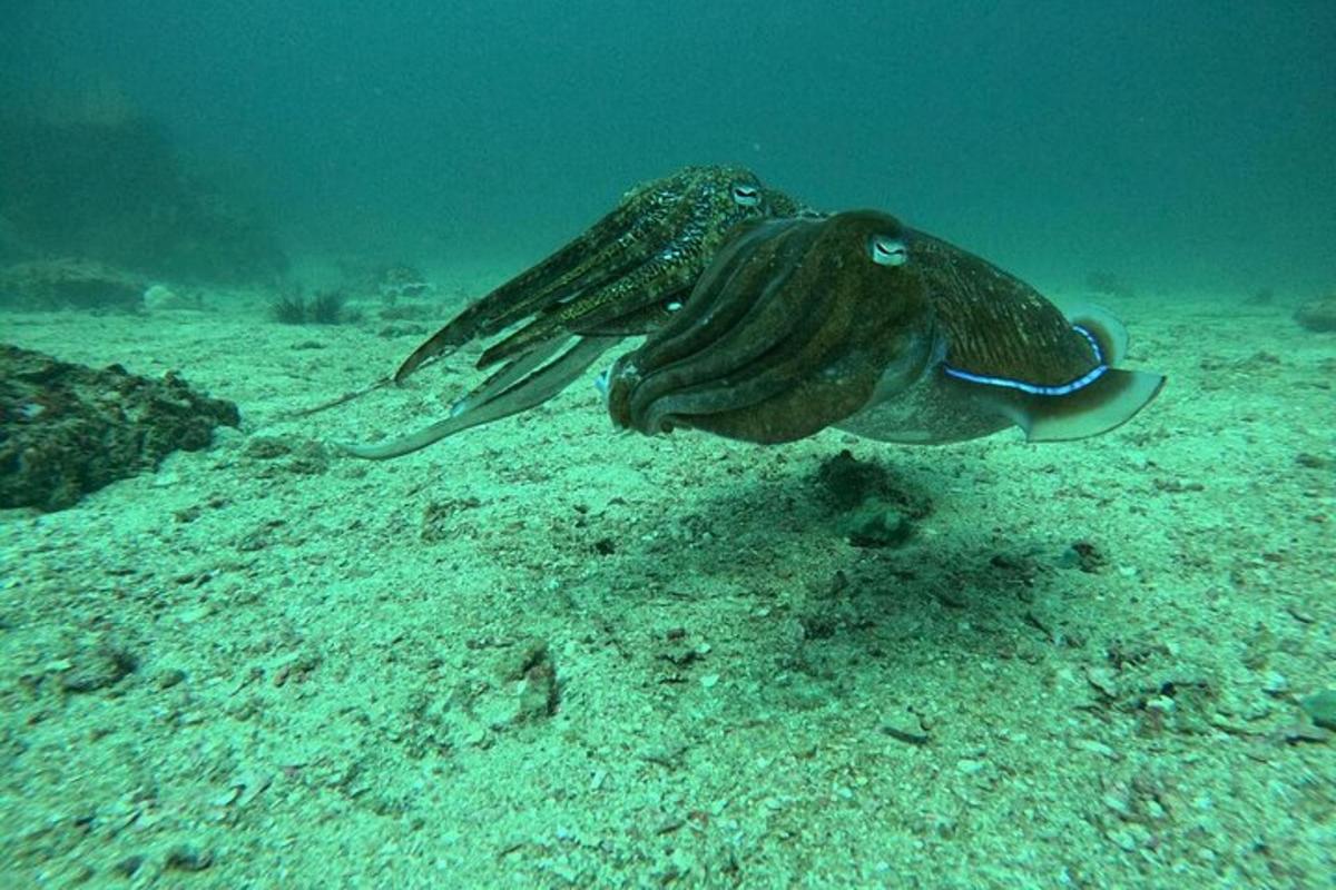 mořské zvíře plavající v oceánu