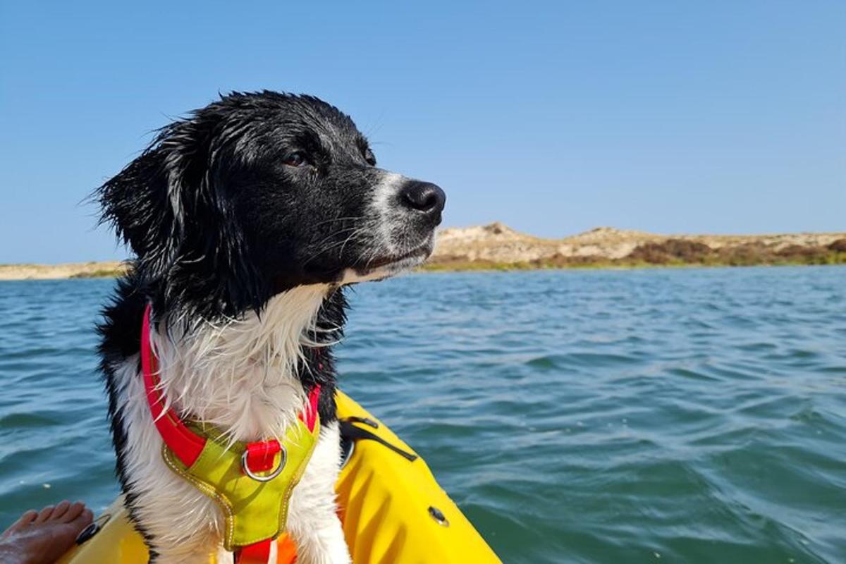 a black and white dog in a life jacket in the water