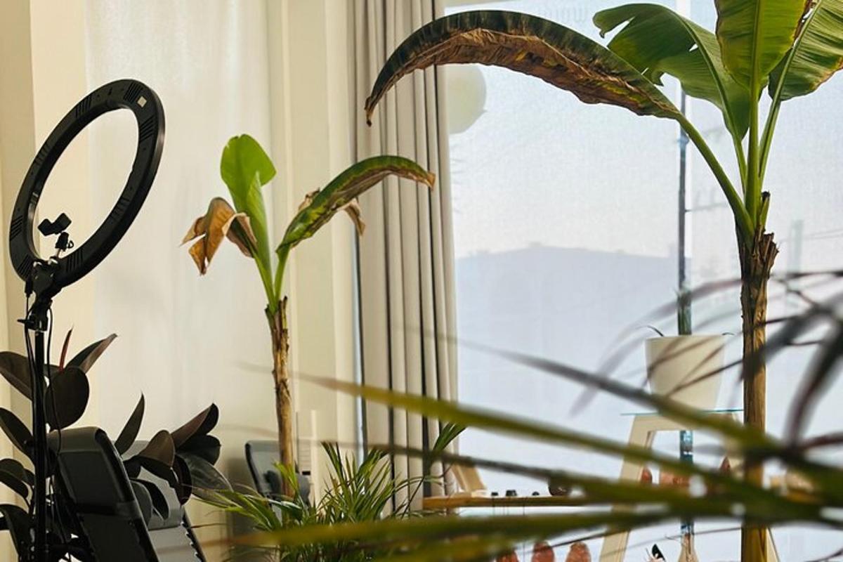 un gruppo di piante accanto a una finestra