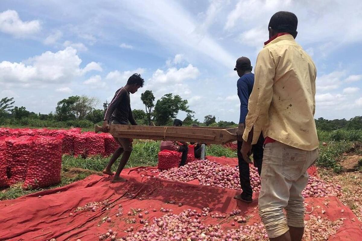 un grup d'homes treballant en un camp de flors