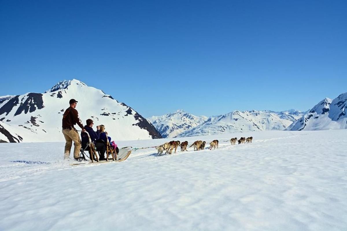 un grup de persones i un grup de gossos a la neu