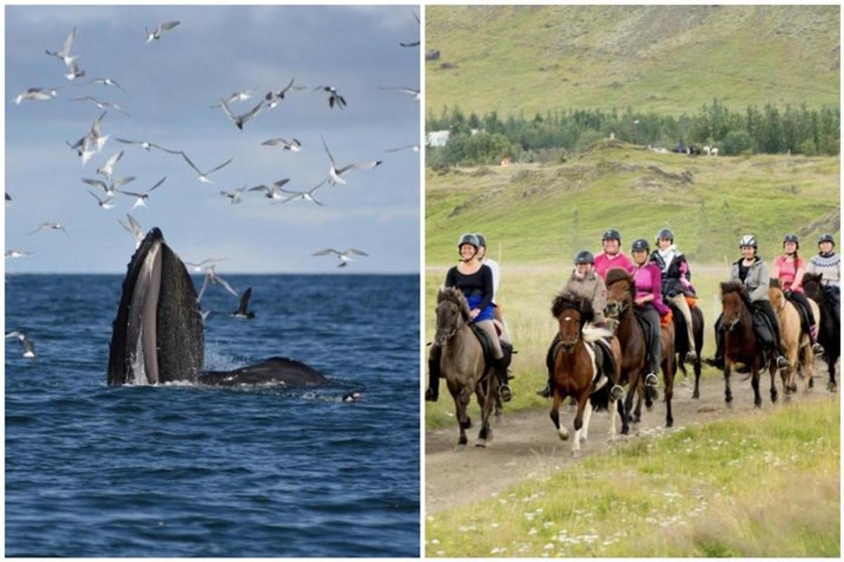 Un grupo de personas montando a caballo en la playa y pájaros.