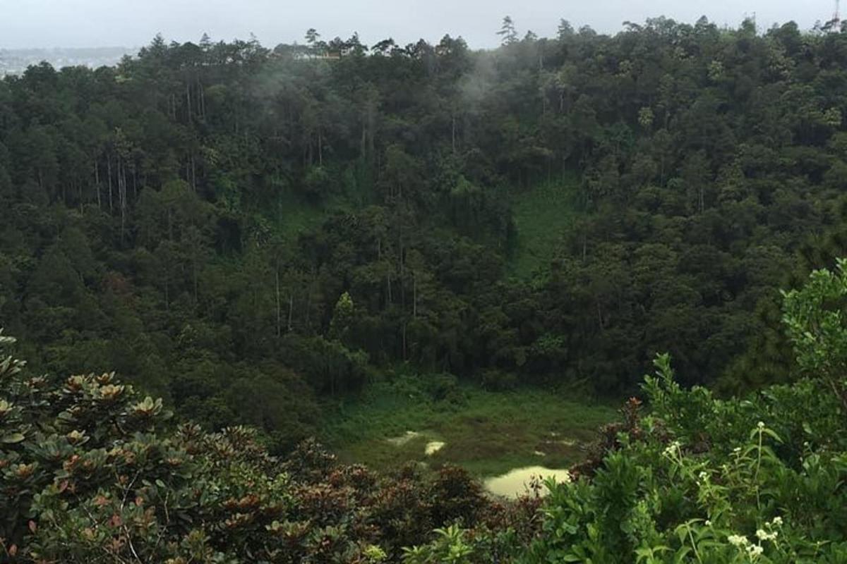 una foresta piena di tanti alberi verdi