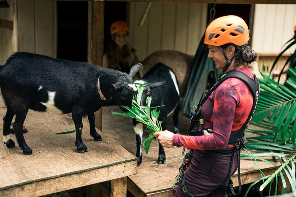 a woman in an orange helmet petting a black goat