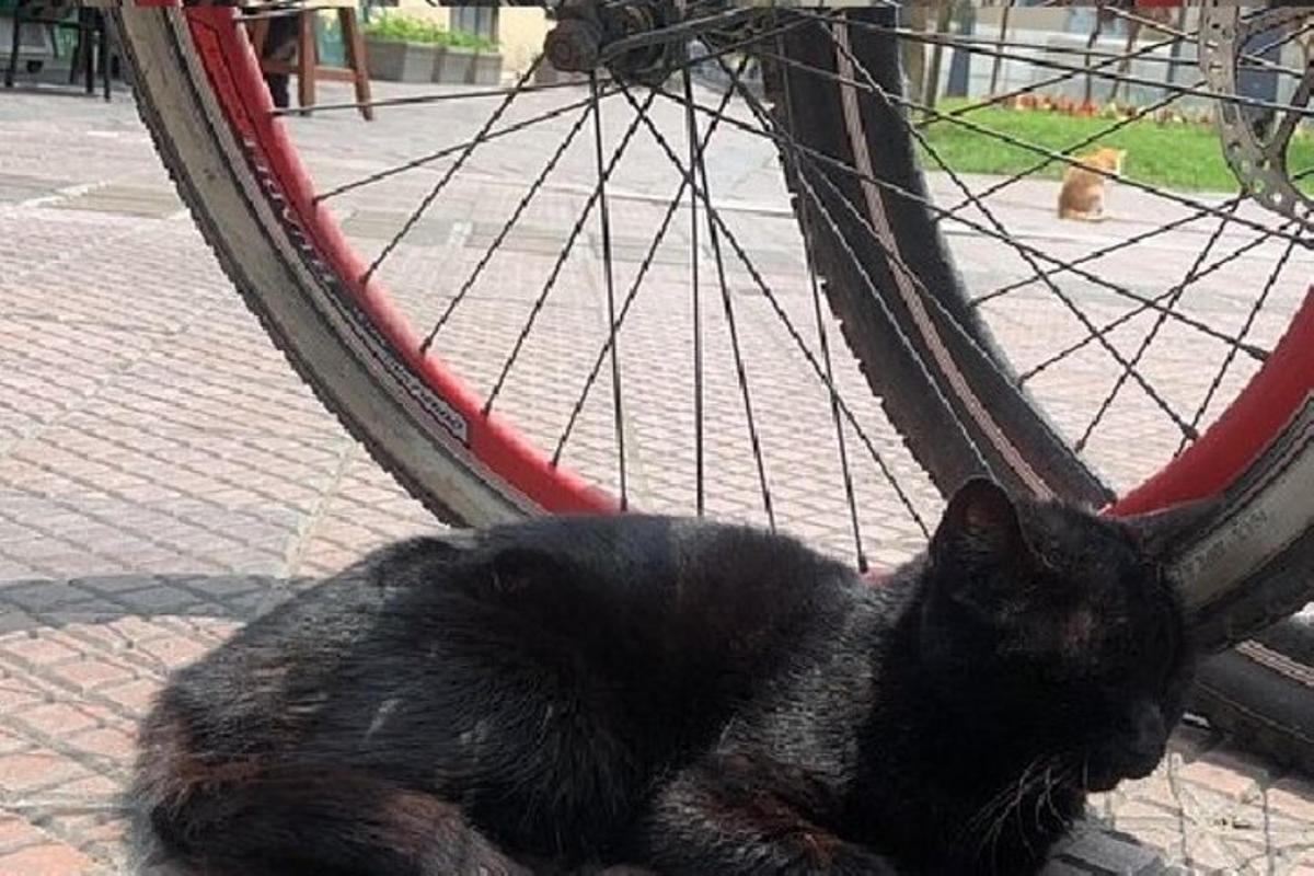 černá kočka ležící vedle pneumatiky jízdního kola