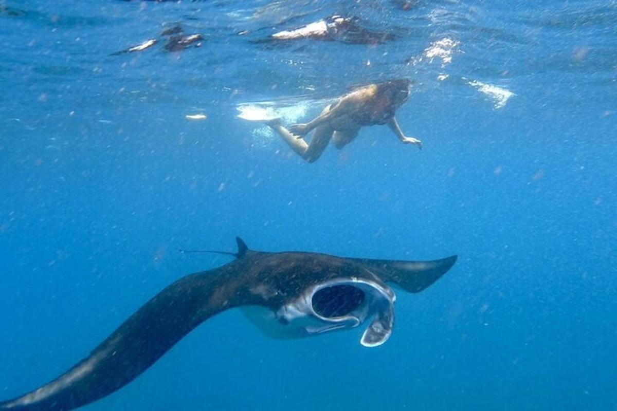 una persona nadando con un tiburón ballena en el agua