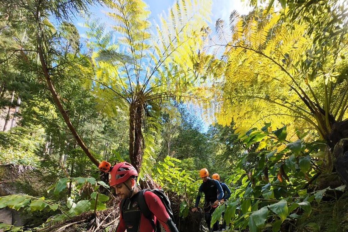un grupo de personas en un sendero en un bosque