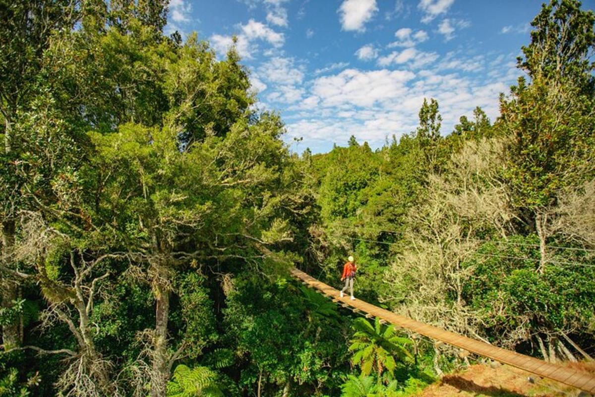 a person standing on a suspension bridge in the forest