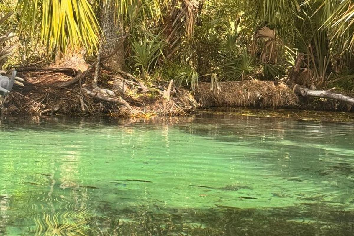 un cuerpo de agua verde con árboles y plantas