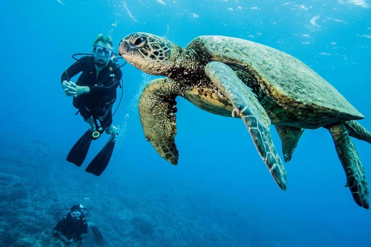 a man swimming next to a turtle in the ocean
