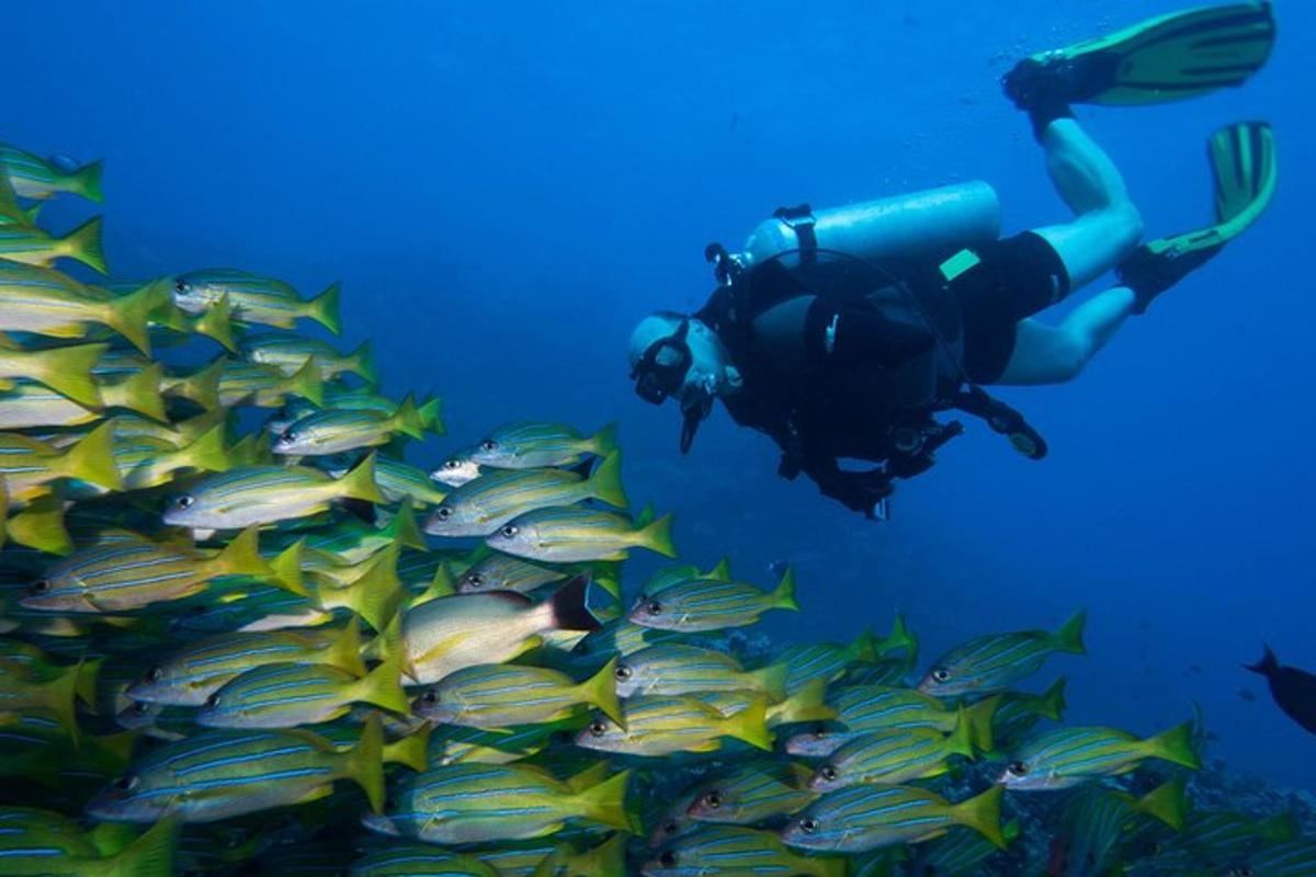 en person, der svømmer i havet ved siden af en fiskestime