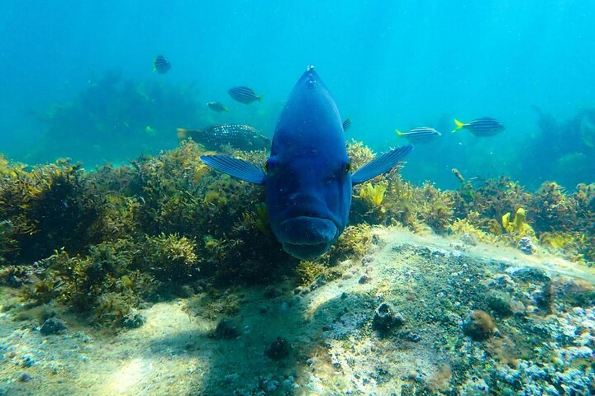 un poisson bleu nageant au-dessus d'un récif corallien