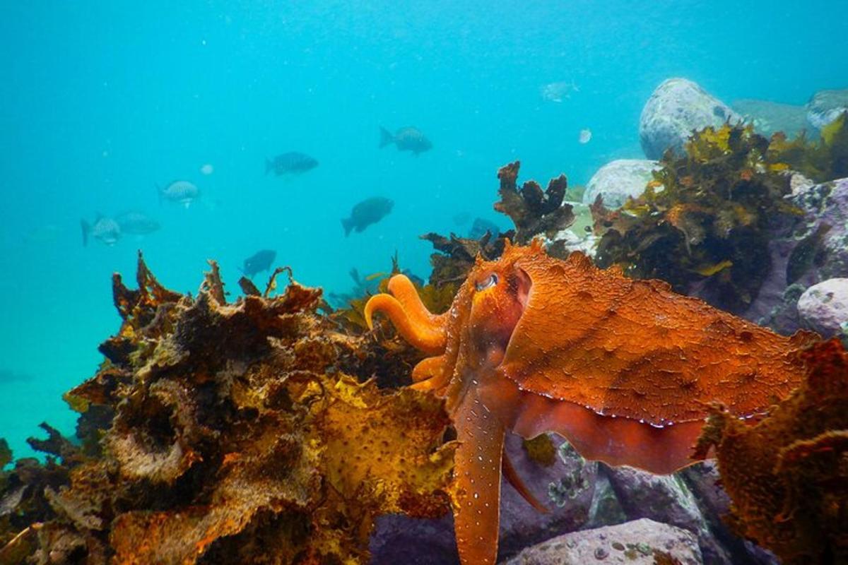 une pieuvre orange sur un récif dans l'océan
