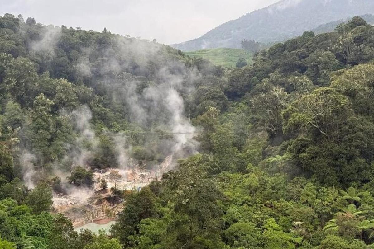 μια θέα ενός δάσους με καπνό στα δέντρα