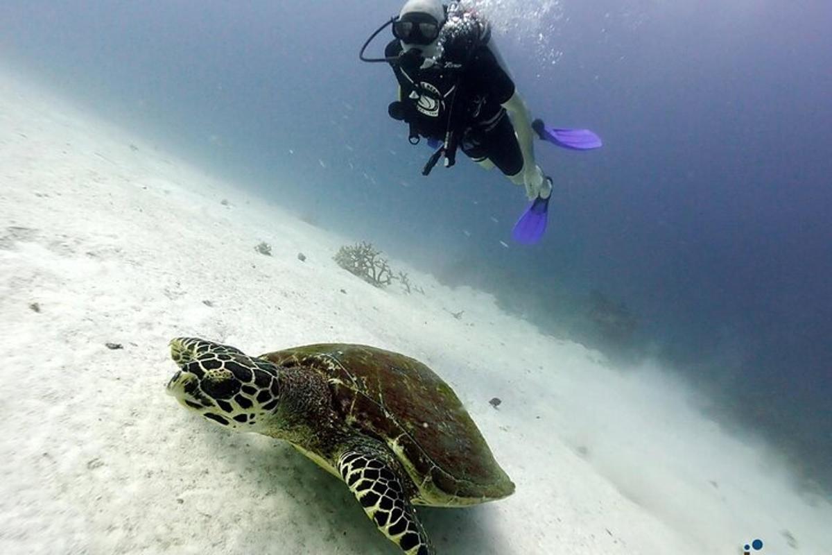 una tartaruga che nuota nell'acqua accanto a un sub