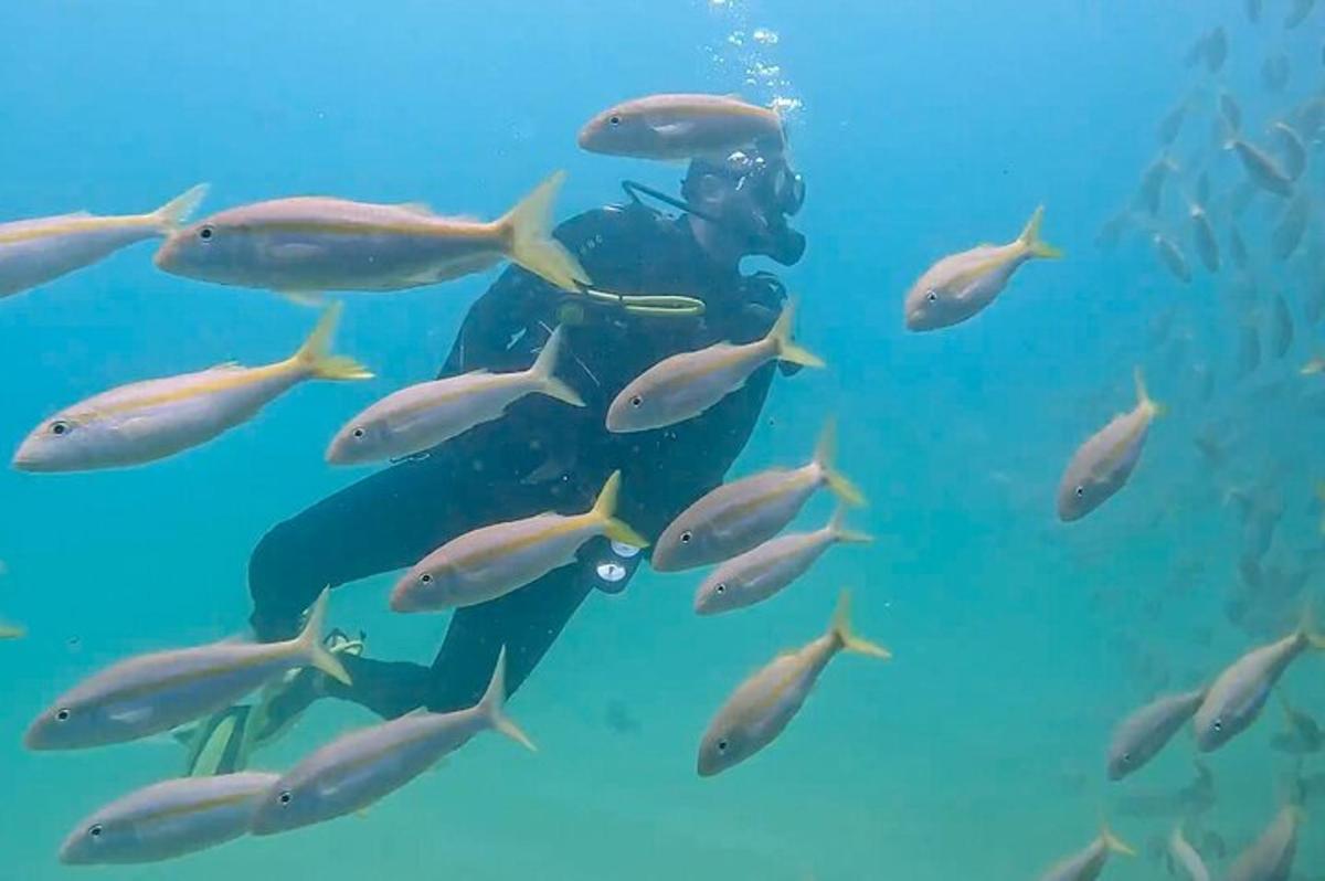 un sub nell'oceano con un banco di pesci